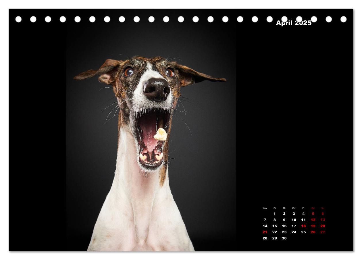 Bild: 9783435227716 | Die Stimme der Windhunde (Tischkalender 2025 DIN A5 quer), CALVENDO...