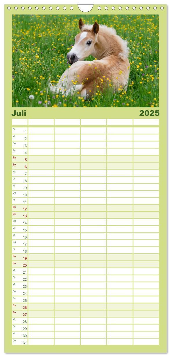 Bild: 9783457110775 | Familienplaner 2025 - Haflinger Fohlen mit 5 Spalten (Wandkalender,...