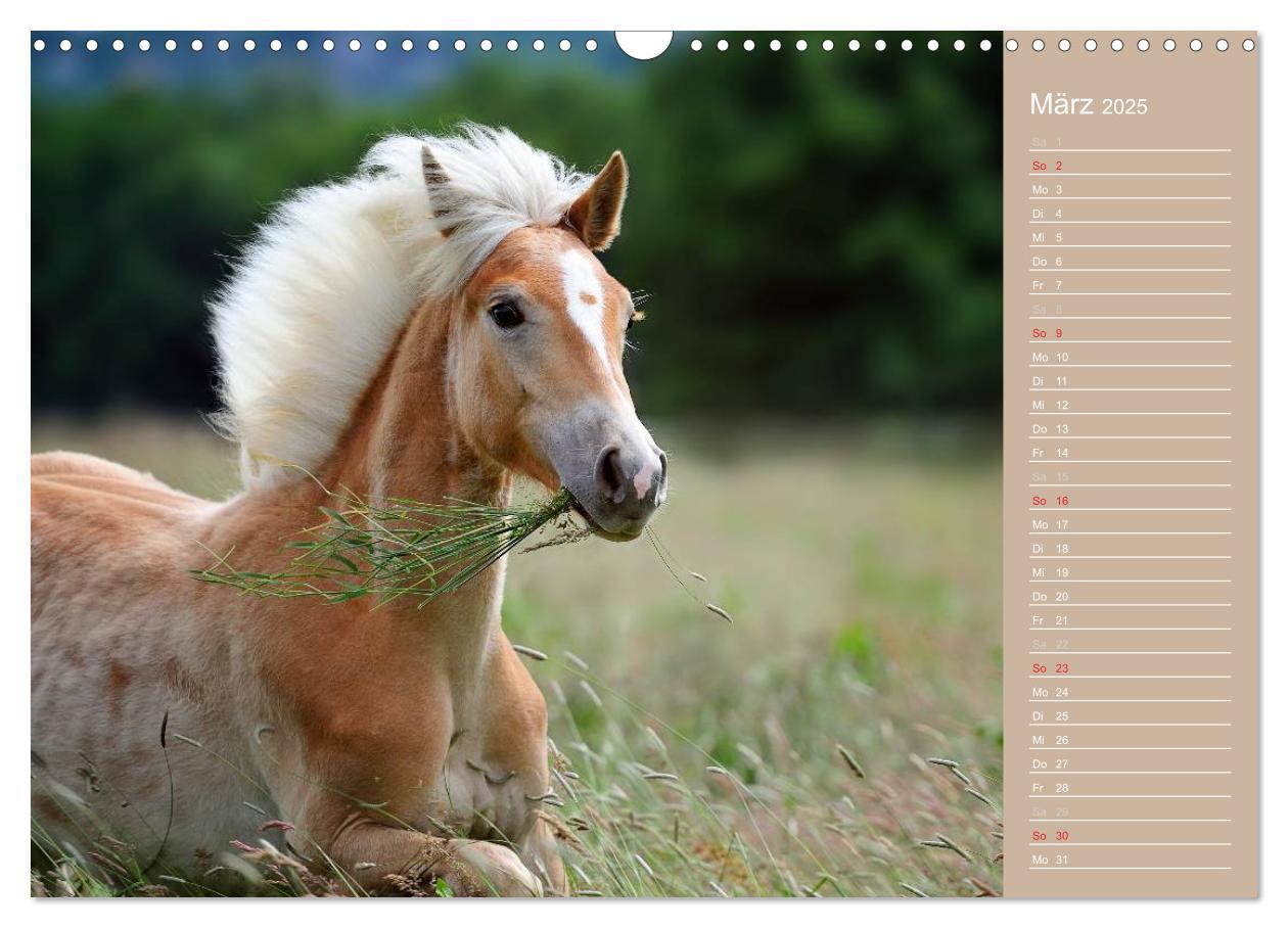 Bild: 9783435742905 | Haflinger / Geburtstagskalender (Wandkalender 2025 DIN A3 quer),...