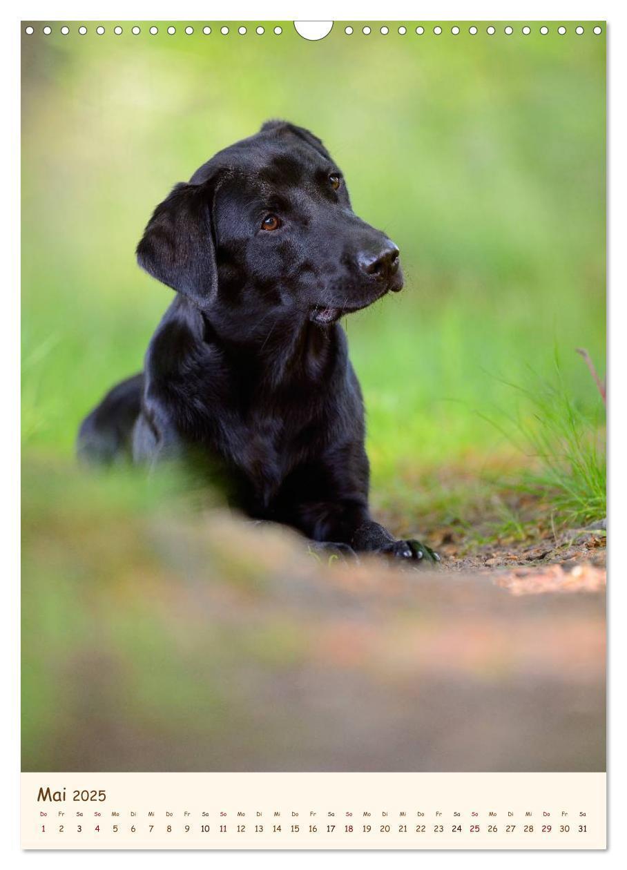 Bild: 9783457064870 | Labrador Retriever (Wandkalender 2025 DIN A3 hoch), CALVENDO...