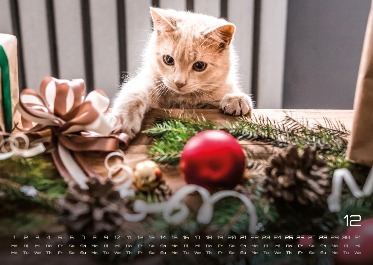 Bild: 9783986733889 | Miau Kids - kleine Tiger ganz groß - Der Katzenkalender - 2025 -...