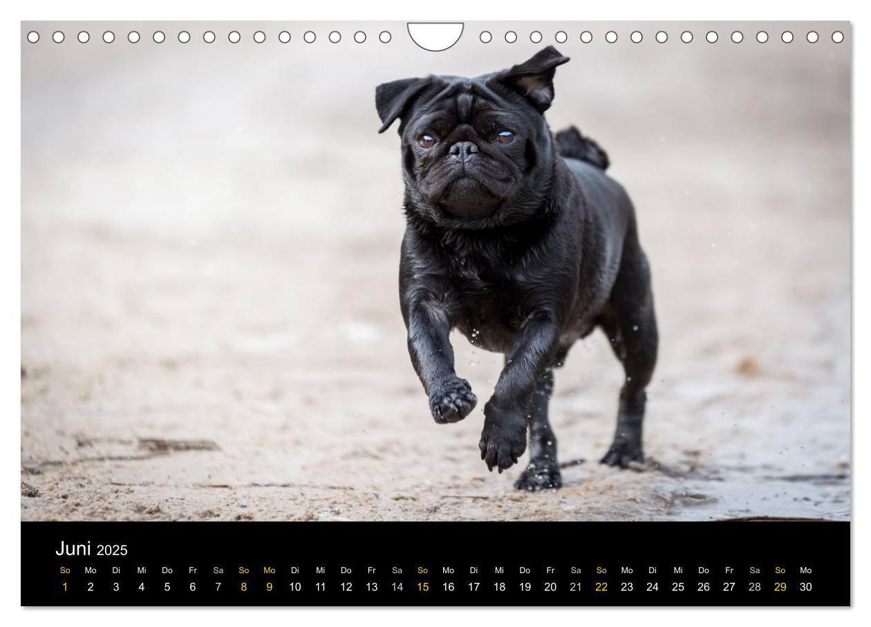 Bild: 9783435571697 | Diesel, der schwarze Mops (Wandkalender 2025 DIN A4 quer), CALVENDO...