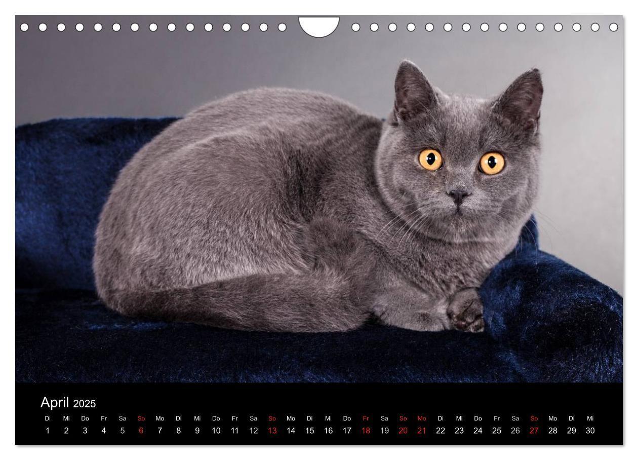 Bild: 9783435833924 | Britisch Kurzhaar Katzen (Wandkalender 2025 DIN A4 quer), CALVENDO...