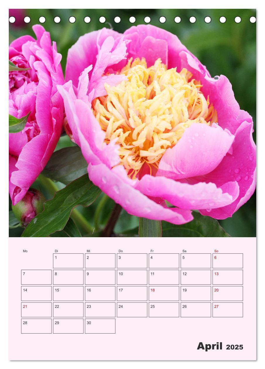 Bild: 9783435970964 | Pfingstrosen Rosen ohne Dornen (Tischkalender 2025 DIN A5 hoch),...