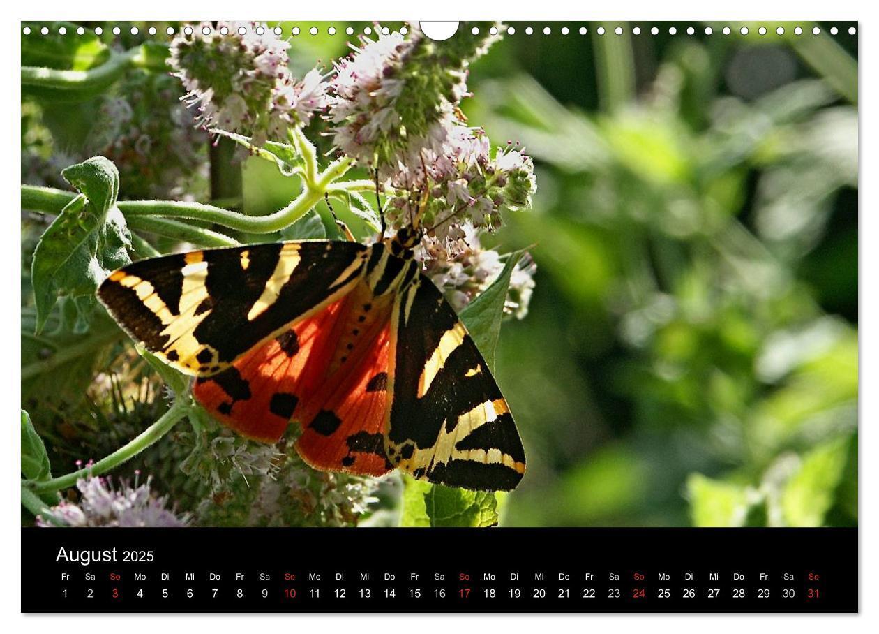 Bild: 9783435728855 | Heimische Schmetterlinge (Wandkalender 2025 DIN A3 quer), CALVENDO...