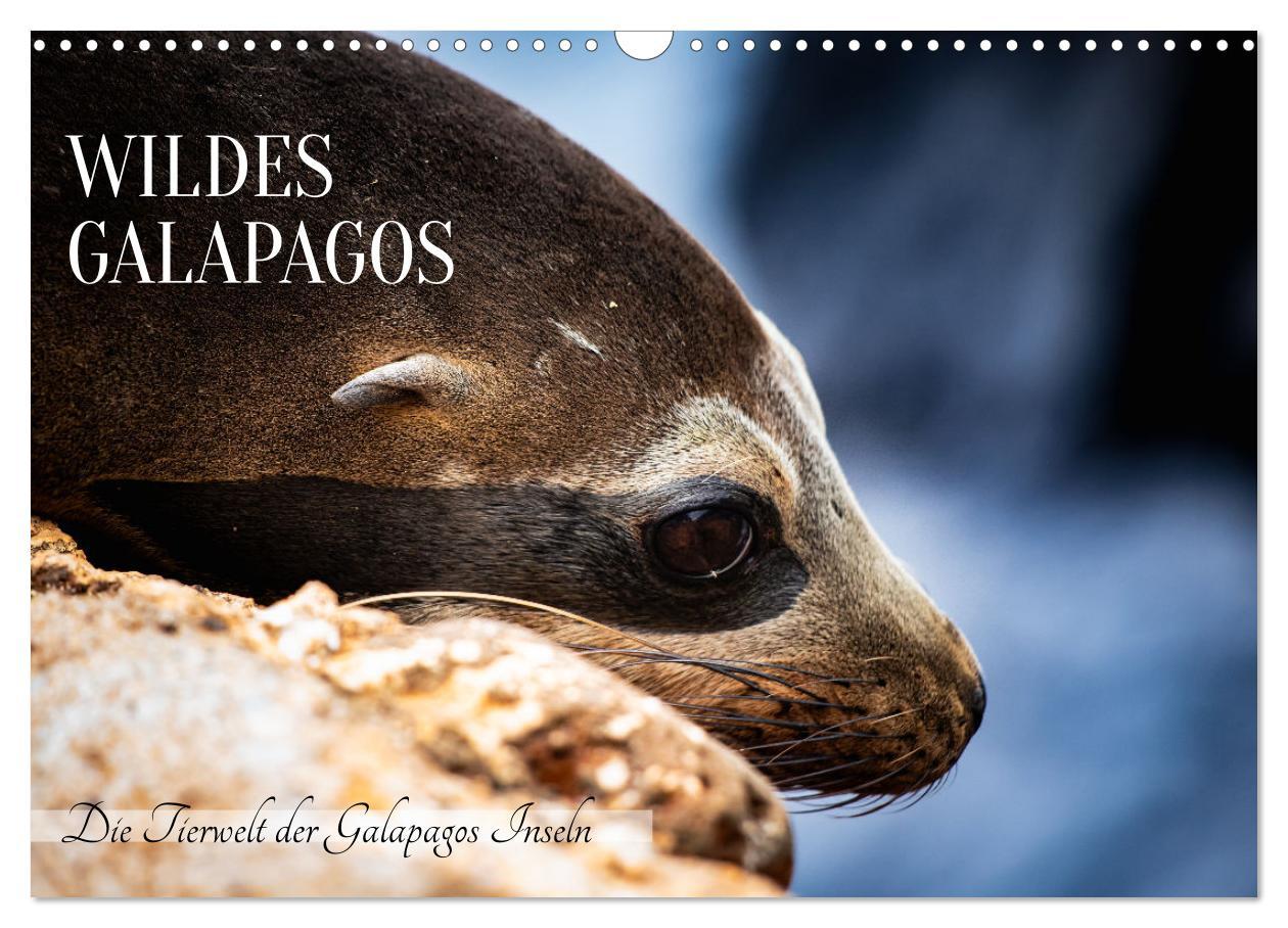 Cover: 9783383882302 | Wildes Galapagos - Die Tiere der Galapagos Inseln (Wandkalender...