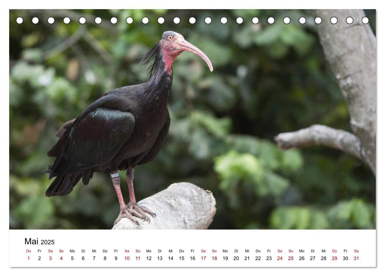 Bild: 9783435135714 | Der Waldrapp - Ein skurriler Vogel (Tischkalender 2025 DIN A5...