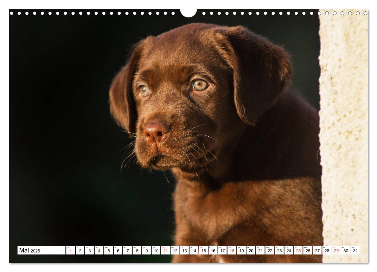 Bild: 9783435211258 | Labrador Retriever Welpen - Kleine Weltentdecker (Wandkalender 2025...