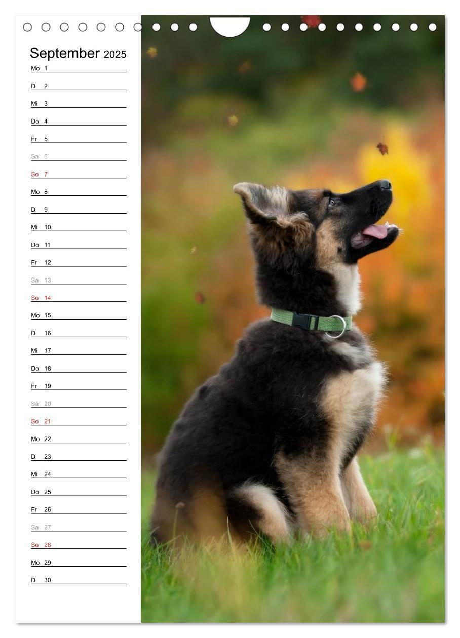 Bild: 9783457008874 | Deutscher Schäferhund - unser bester Freund (Wandkalender 2025 DIN...