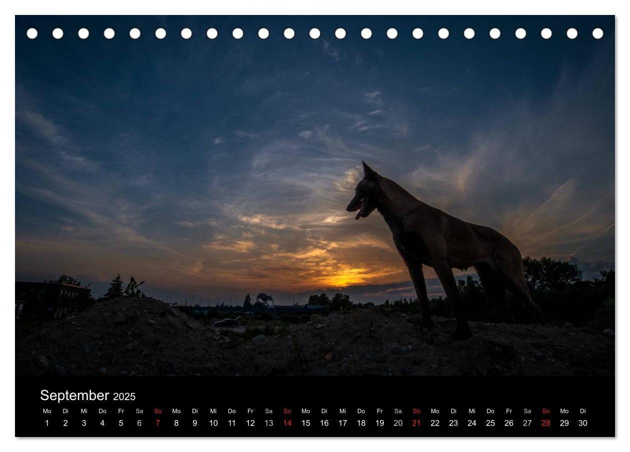 Bild: 9783435633012 | Belgische Schäferhunde - Der Malinois im Licht (Tischkalender 2025...