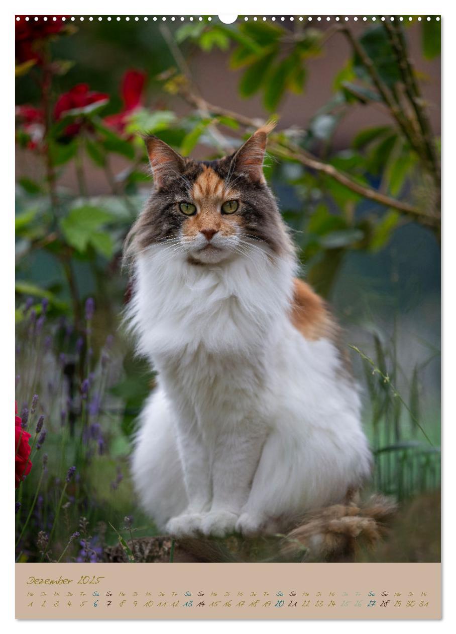 Bild: 9783435891245 | Plüschige Katzen im Garten (Wandkalender 2025 DIN A2 hoch),...