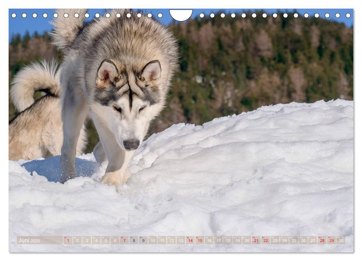 Bild: 9783435214730 | Alaskan Malamute in seinem Element (Wandkalender 2025 DIN A4 quer),...