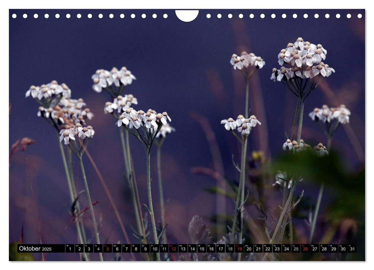 Bild: 9783435724666 | Meine 12 schönsten Alpenblumen (Wandkalender 2025 DIN A4 quer),...