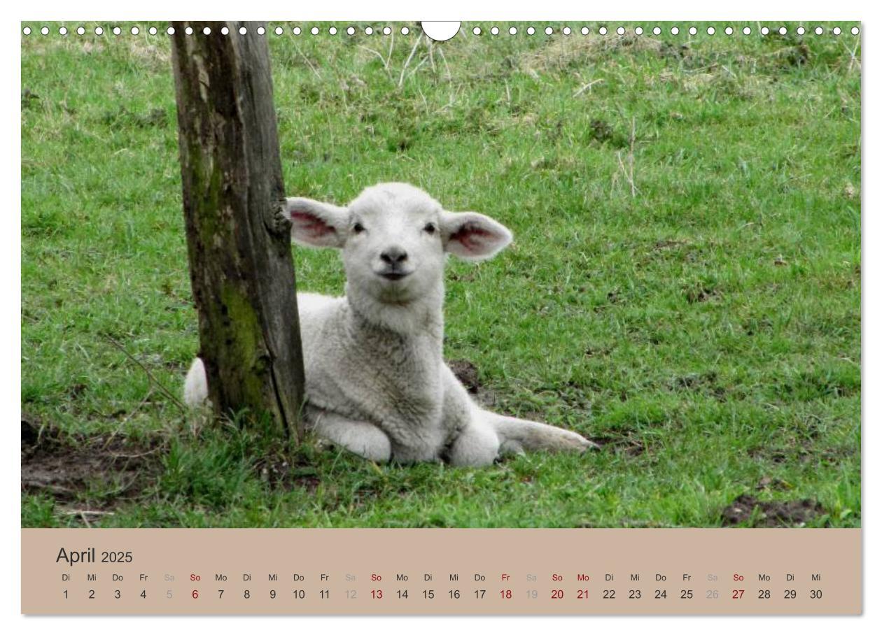 Bild: 9783435755738 | Krefelder Landschaften (Wandkalender 2025 DIN A3 quer), CALVENDO...