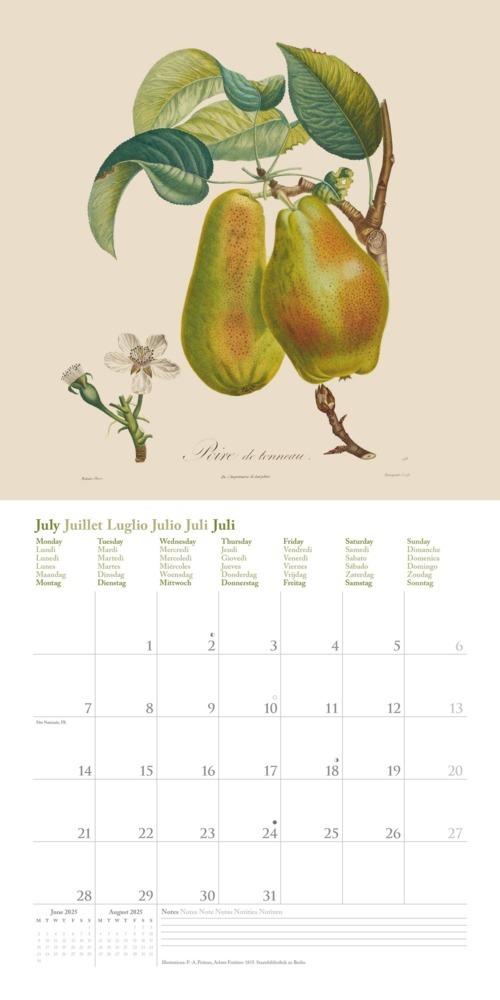 Bild: 4250809652818 | DUMONT - Fruits 2025 Broschürenkalender, 30x30cm, Wandkalender mit...