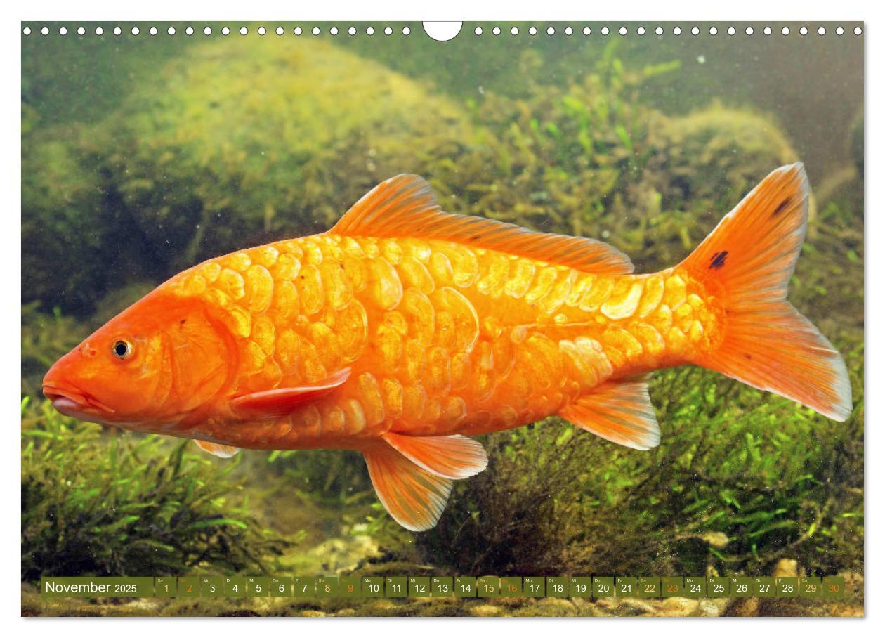 Bild: 9783435129263 | Koi: Juwelen im Teich (Wandkalender 2025 DIN A3 quer), CALVENDO...