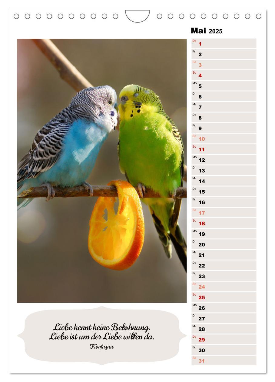 Bild: 9783435891009 | Niedliche Wellensittiche (Wandkalender 2025 DIN A4 hoch), CALVENDO...