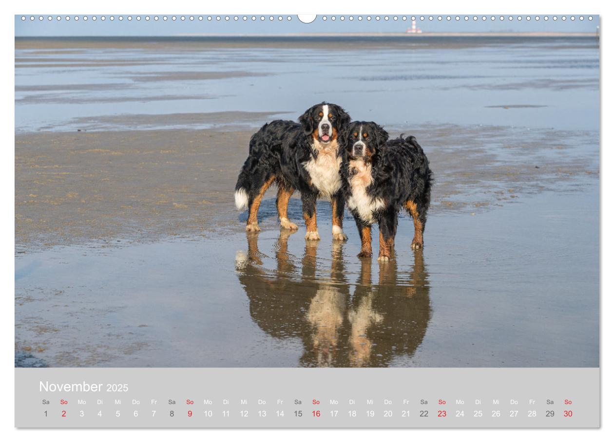 Bild: 9783435659012 | Liebling BERNER SENNENHUND (Wandkalender 2025 DIN A2 quer),...