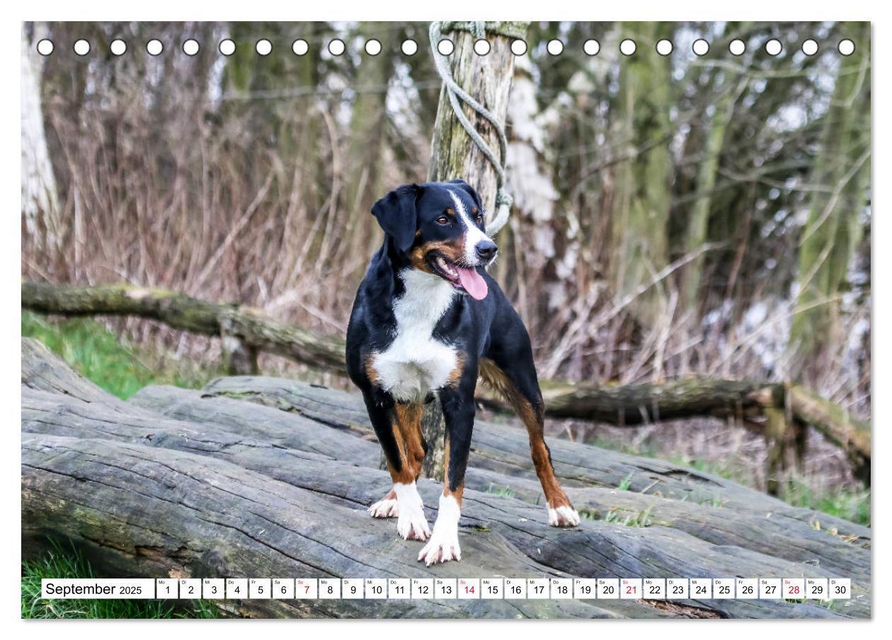 Bild: 9783435331550 | Appenzeller Sennenhunde (Tischkalender 2025 DIN A5 quer), CALVENDO...