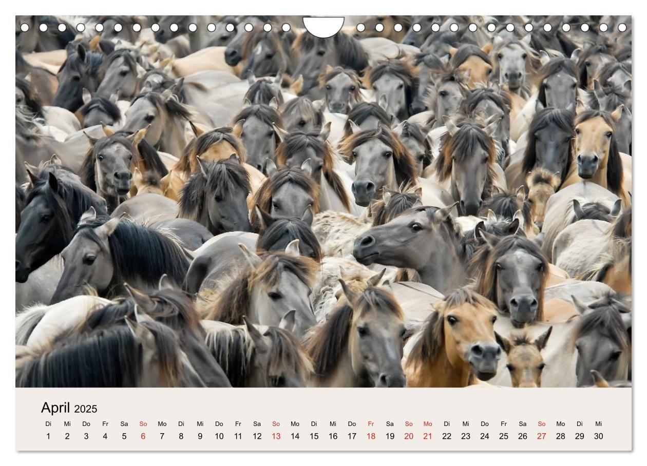 Bild: 9783435824762 | Dülmener Wildpferde (Wandkalender 2025 DIN A4 quer), CALVENDO...