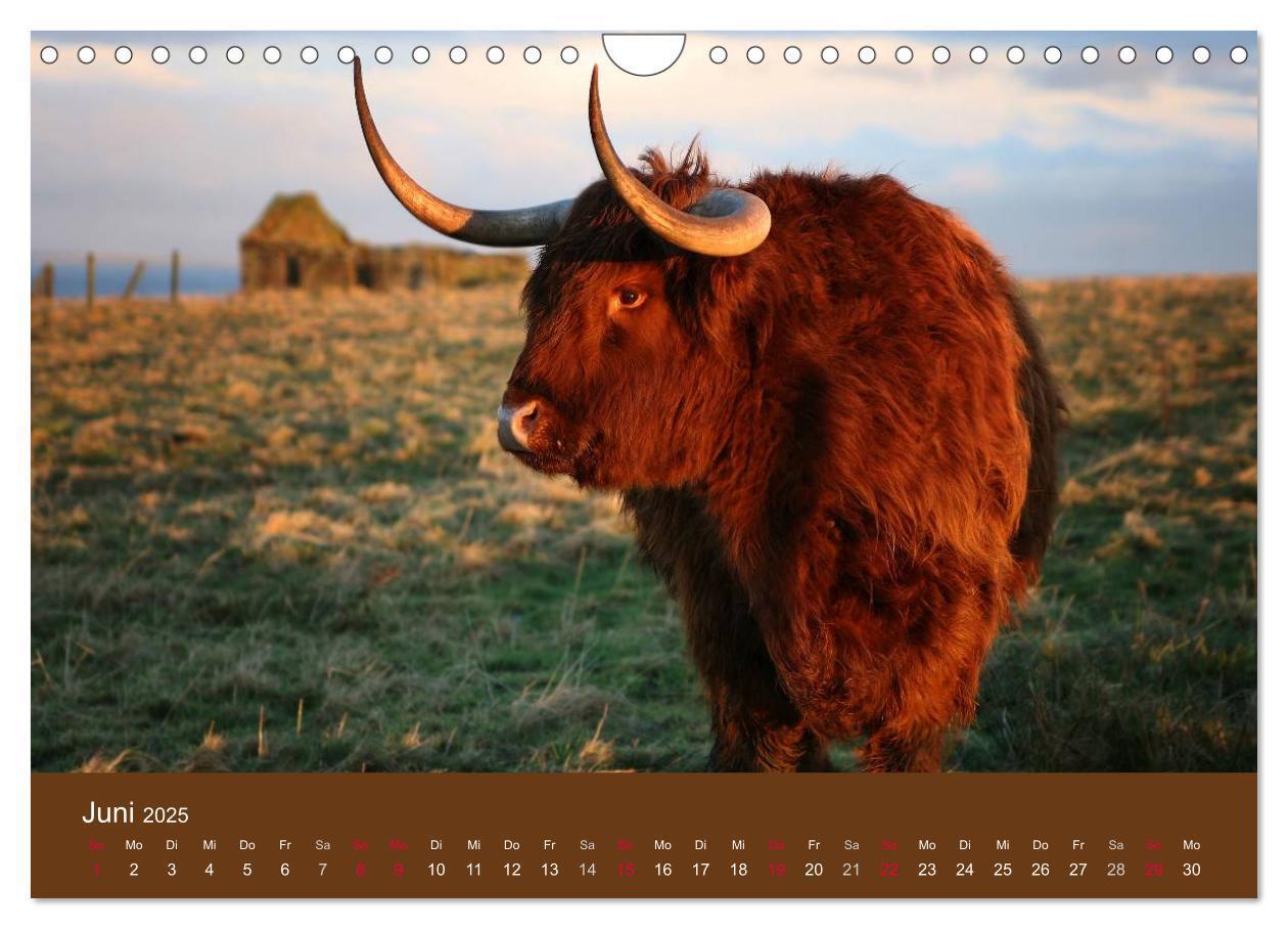 Bild: 9783435643080 | Schottische Hochlandrinder - Highland Cattle (Wandkalender 2025 DIN...