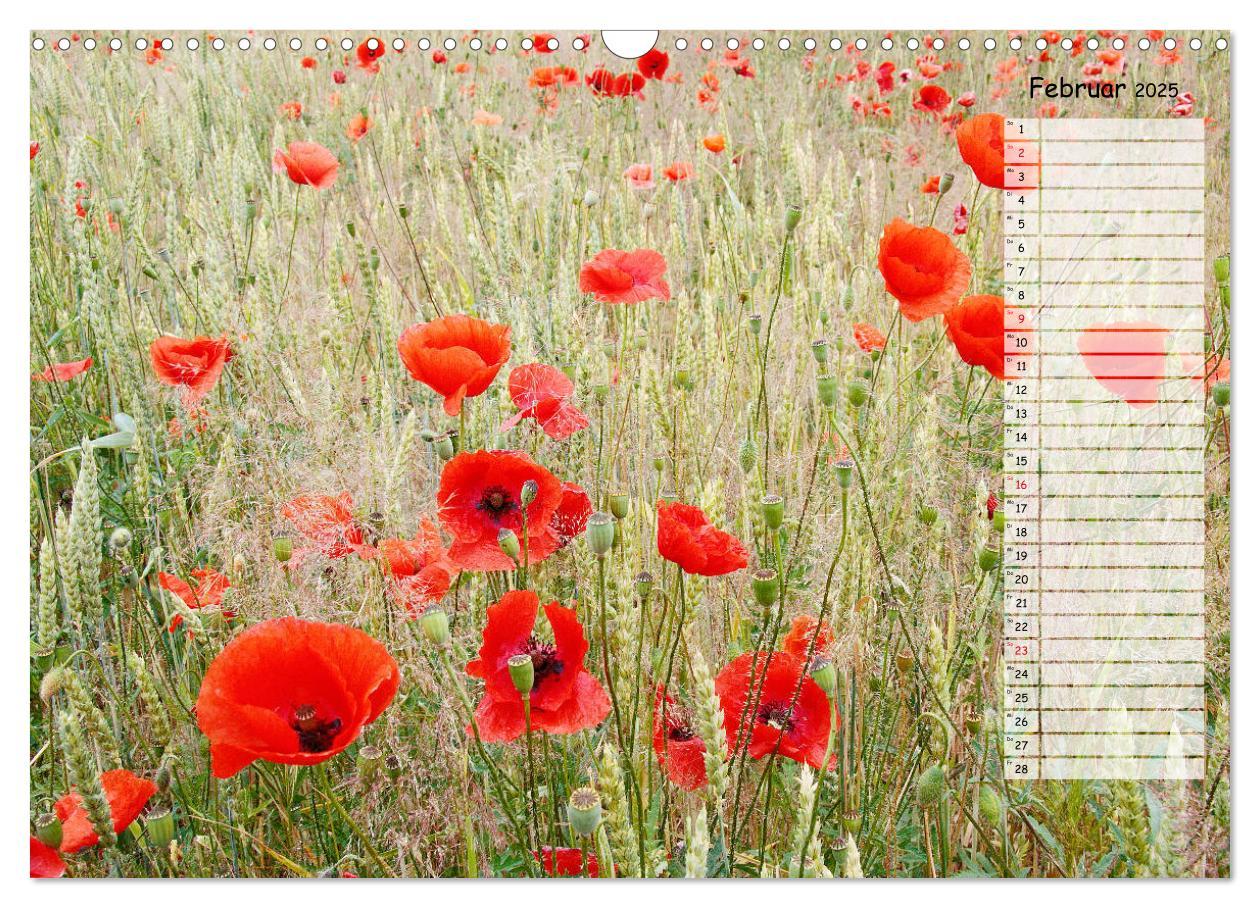 Bild: 9783435288137 | Klatschmohn im Feld (Wandkalender 2025 DIN A3 quer), CALVENDO...