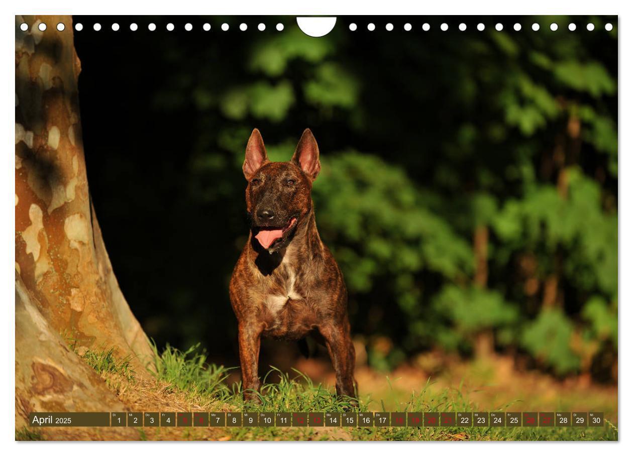 Bild: 9783435405763 | Bullterrier, Powerpakete auf 4 Pfoten (Wandkalender 2025 DIN A4...