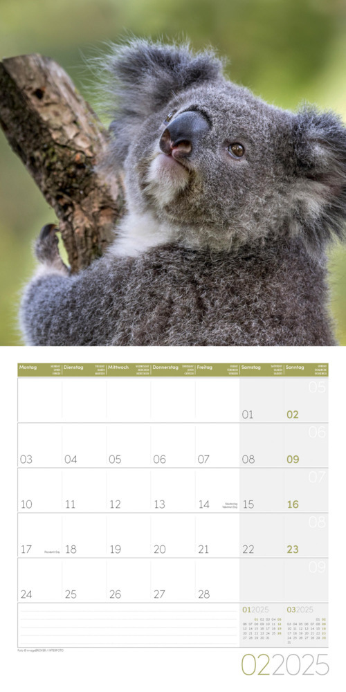 Bild: 9783838445229 | Koalas Kalender 2025 - 30x30 | Ackermann Kunstverlag | Kalender | 2025