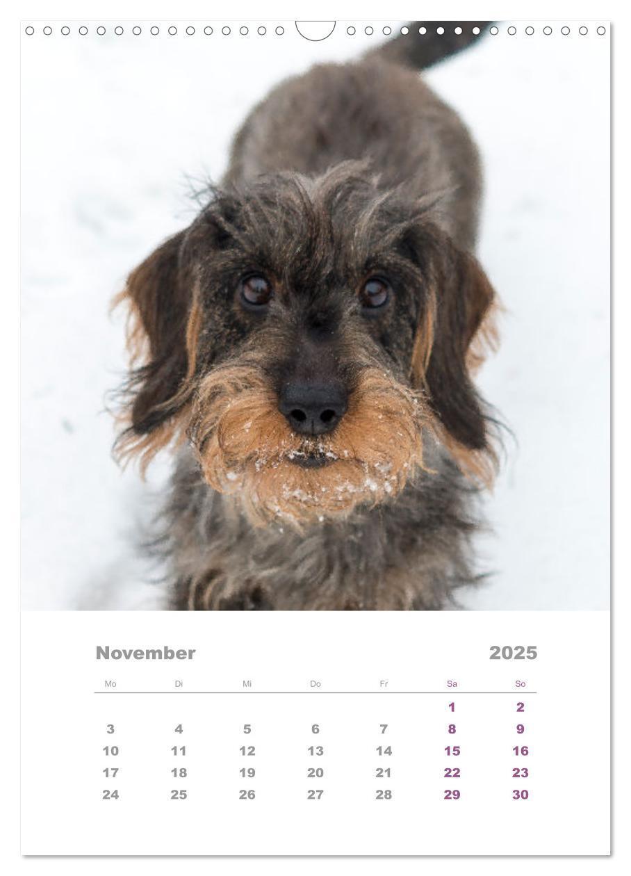 Bild: 9783435892433 | Dackel(augen)blicke (Wandkalender 2025 DIN A3 hoch), CALVENDO...