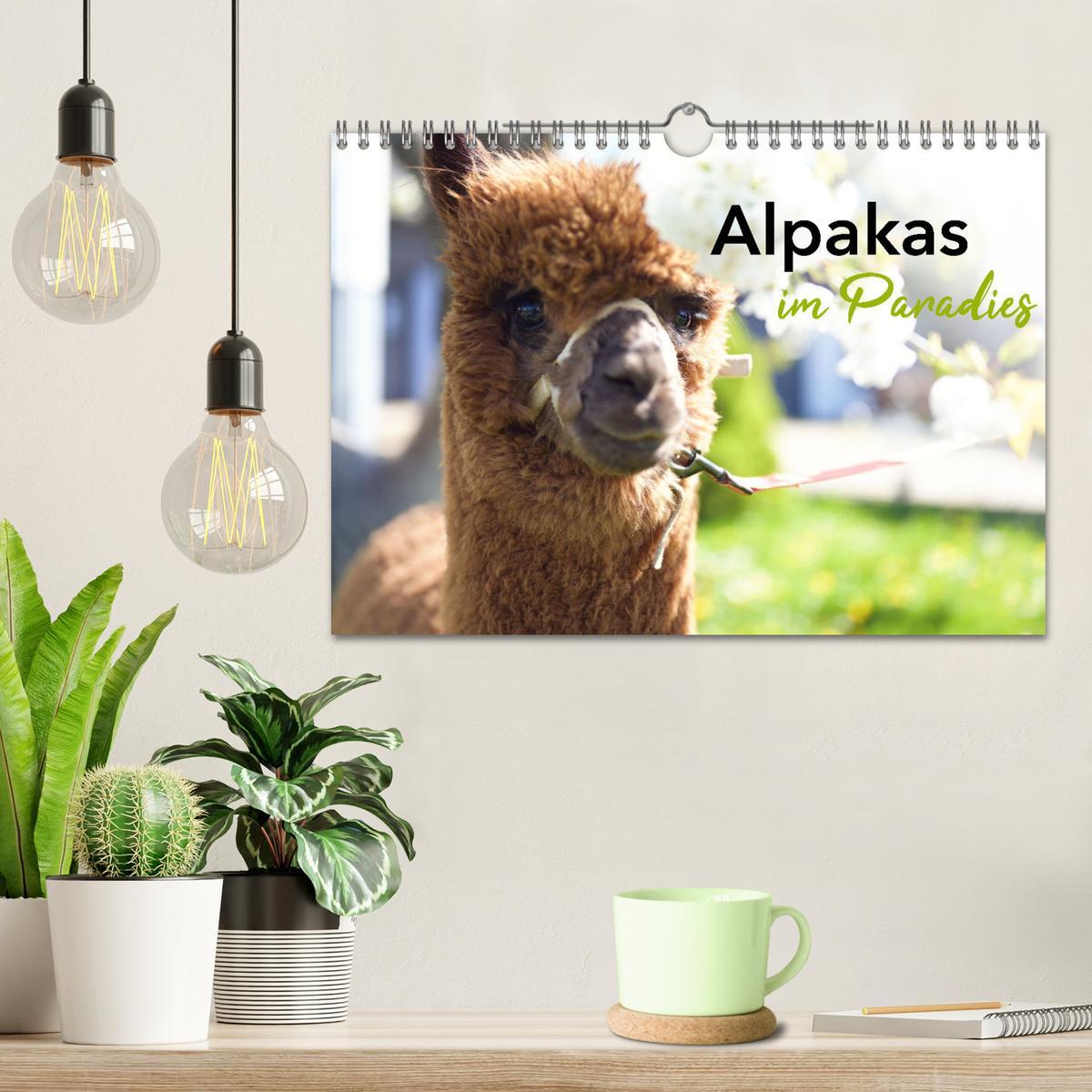 Bild: 9783457218679 | Alpakas im Paradies (Wandkalender 2025 DIN A4 quer), CALVENDO...