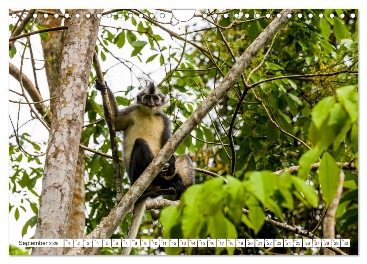 Bild: 9783457151006 | Gunung Leuser Nationalpark Sumatra (Wandkalender 2025 DIN A4 quer),...