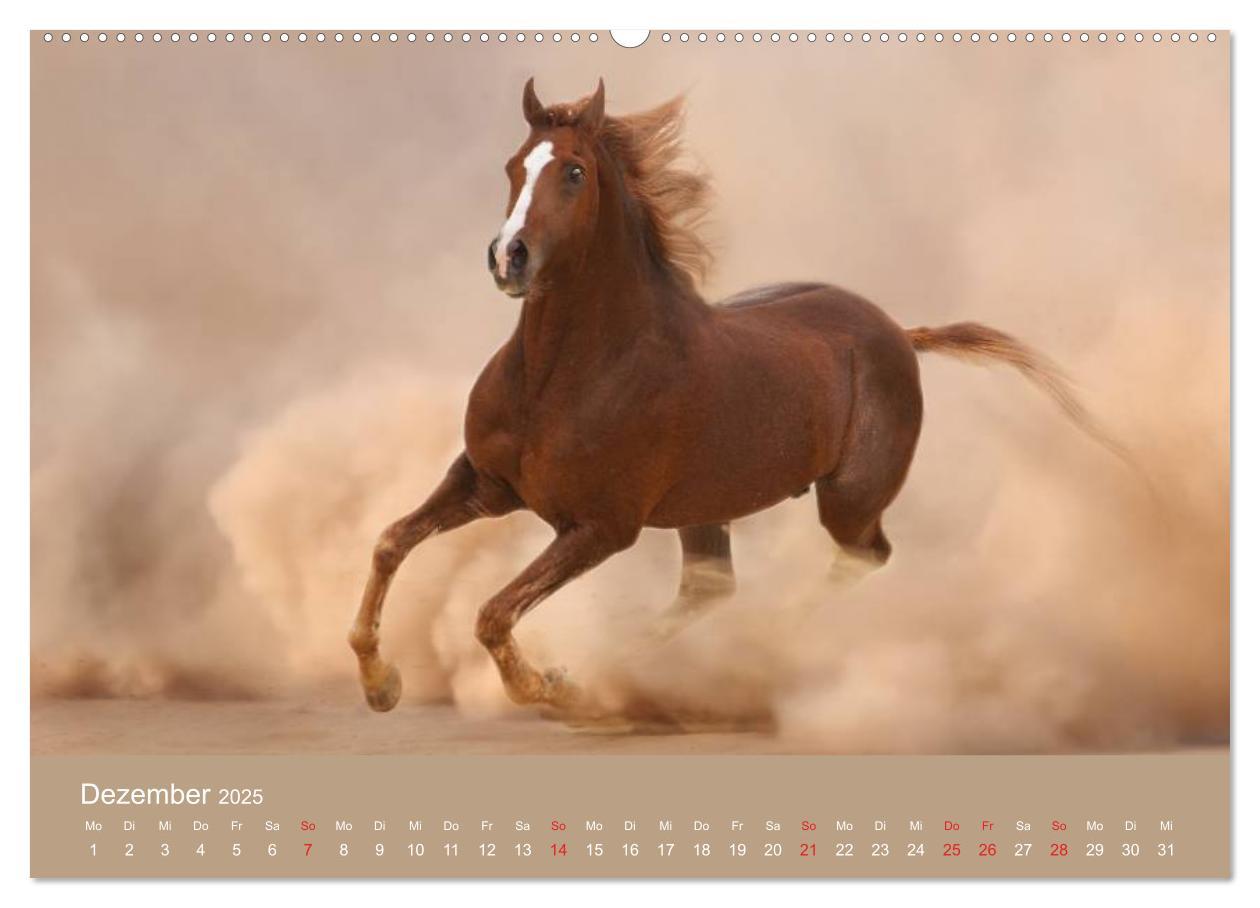 Bild: 9783435677948 | Pferde ¿ Araber im Wüstensand (hochwertiger Premium Wandkalender...