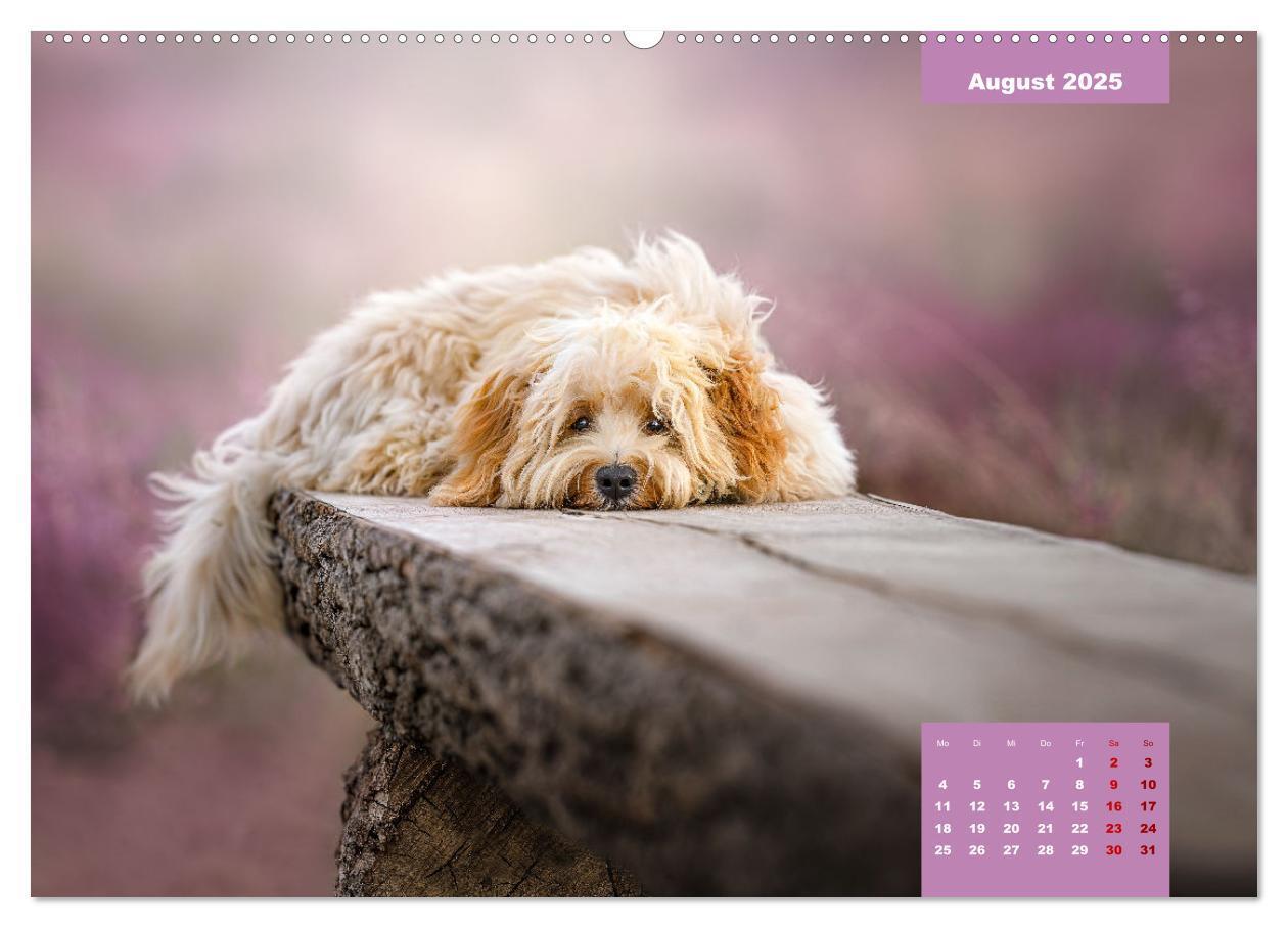 Bild: 9783435027781 | Rocket der Havaneser (hochwertiger Premium Wandkalender 2025 DIN A2...