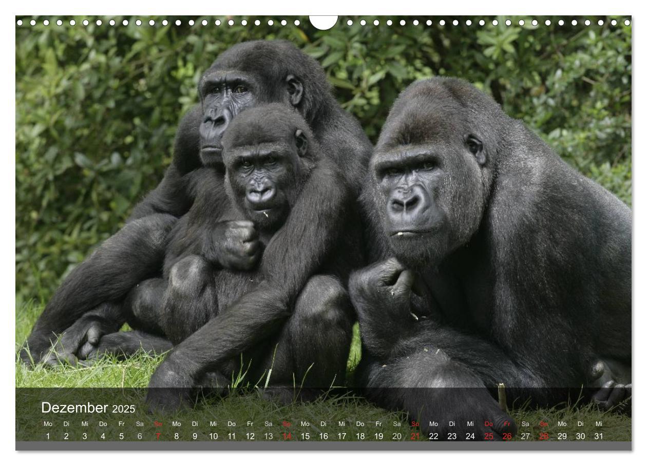 Bild: 9783435600984 | Gorillas. Friedliebende Kraftpakete (Wandkalender 2025 DIN A3...