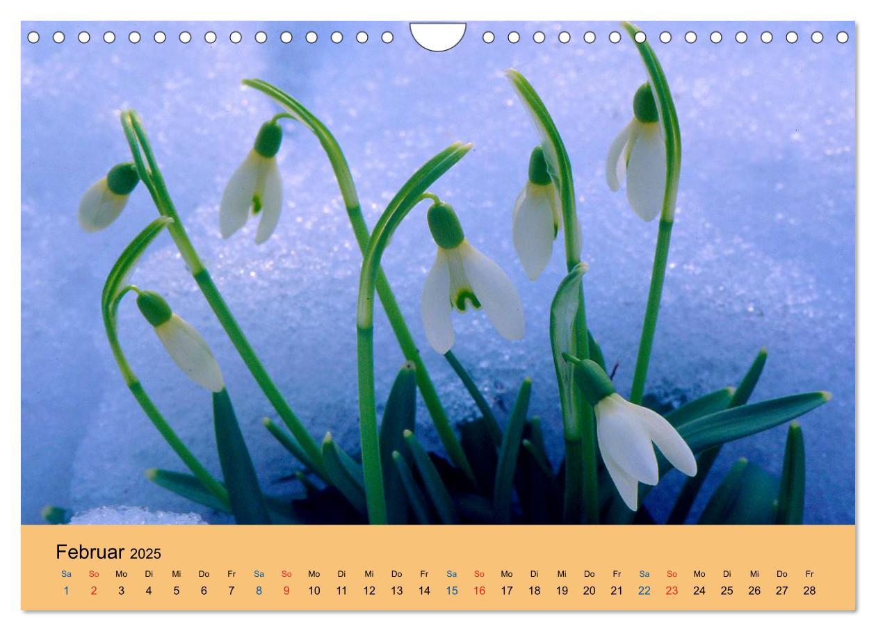 Bild: 9783435775132 | Wildblumen 2025 (Wandkalender 2025 DIN A4 quer), CALVENDO...