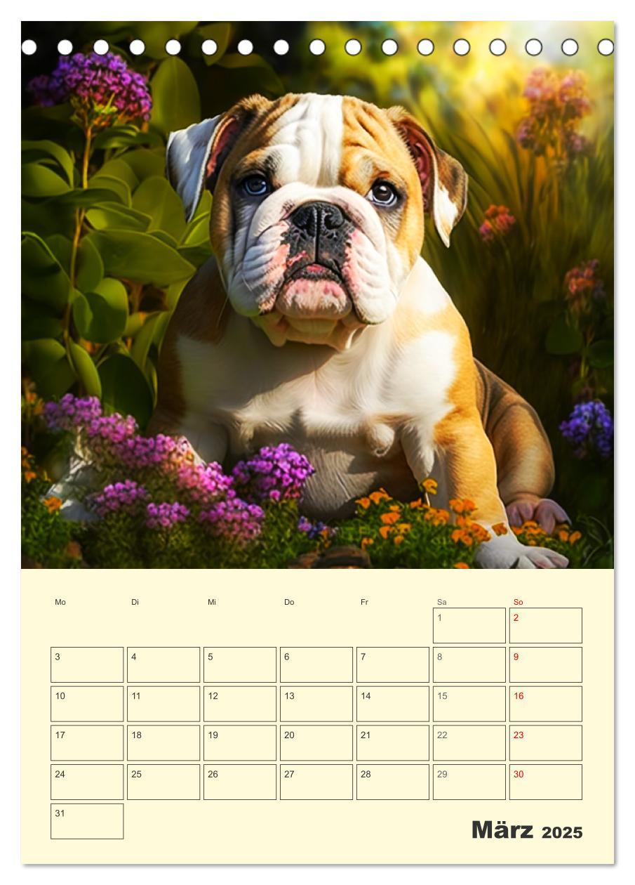 Bild: 9783435876600 | English Bulldogs. Fröhliche Dickköpfe mit Charakter (Tischkalender...