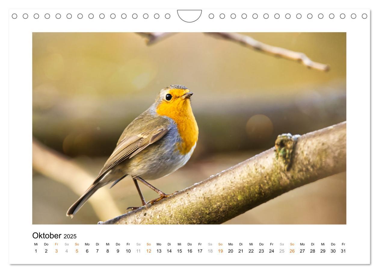 Bild: 9783383915178 | Zauberhafte Rotkehlchen (Wandkalender 2025 DIN A4 quer), CALVENDO...