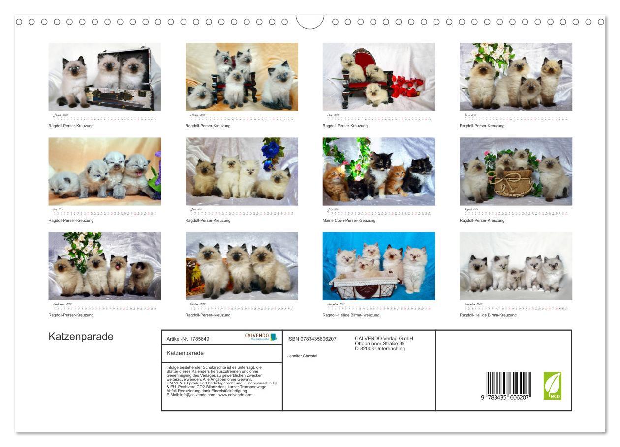 Bild: 9783435606207 | Katzenparade (Wandkalender 2025 DIN A3 quer), CALVENDO Monatskalender