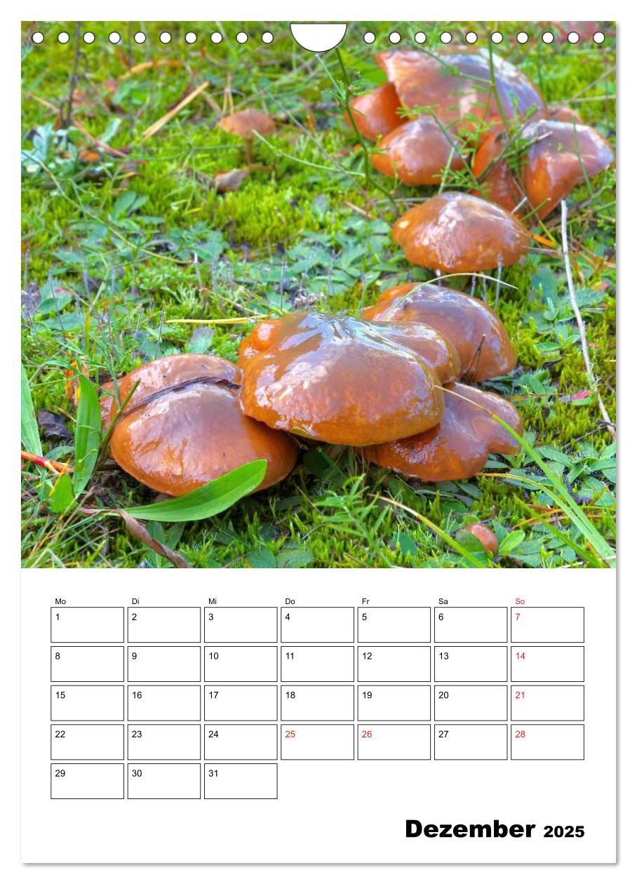 Bild: 9783457054857 | Heimische Waldpilze (Wandkalender 2025 DIN A4 hoch), CALVENDO...