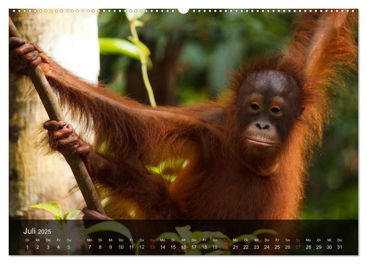 Bild: 9783435623549 | Menschenaffen. Gorillas, Schimpansen, Orang-Utans (Wandkalender...