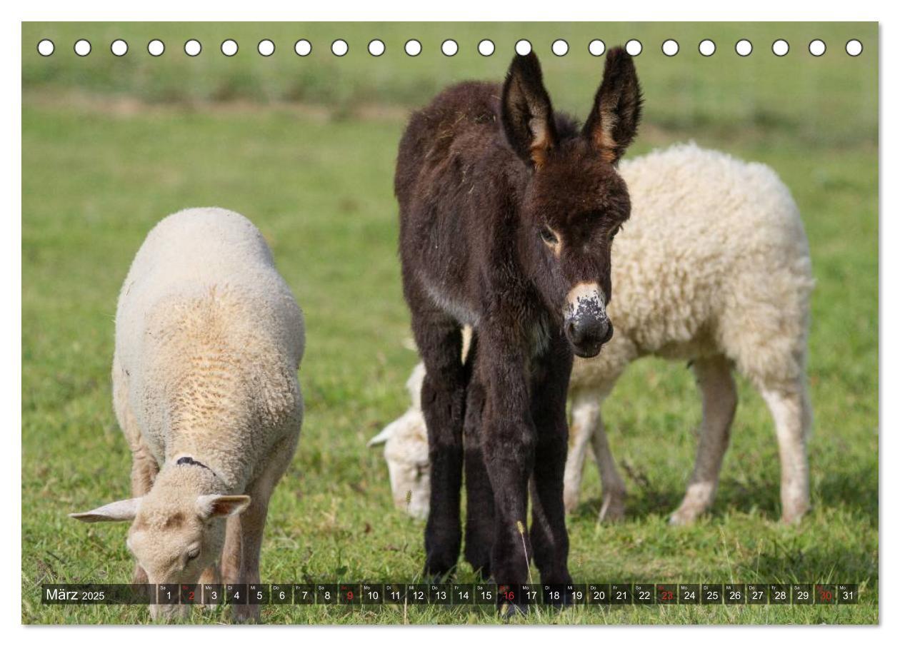 Bild: 9783435653829 | Esel - hübsch, klug und fleißig (Tischkalender 2025 DIN A5 quer),...