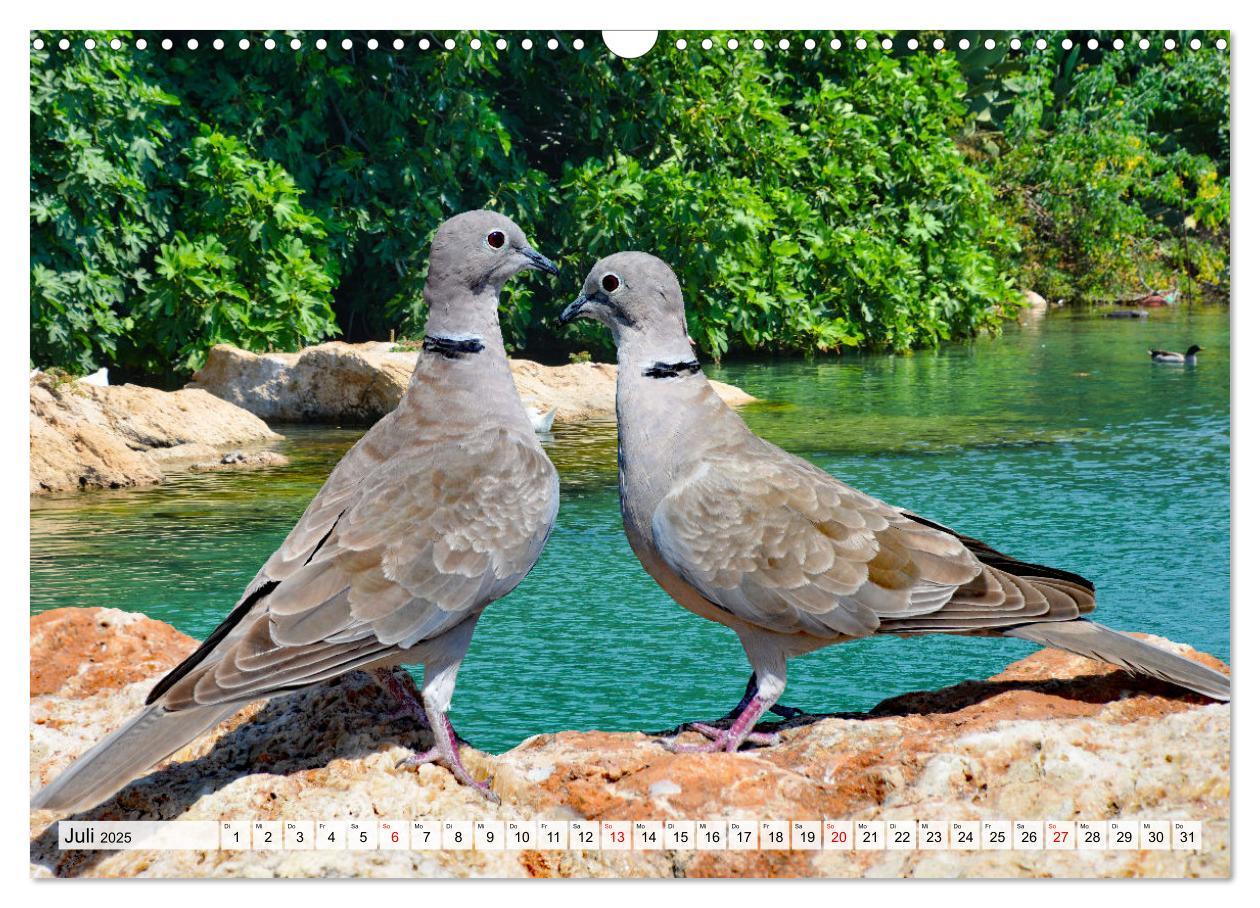 Bild: 9783383860157 | Wer gurrt denn da? (Wandkalender 2025 DIN A3 quer), CALVENDO...