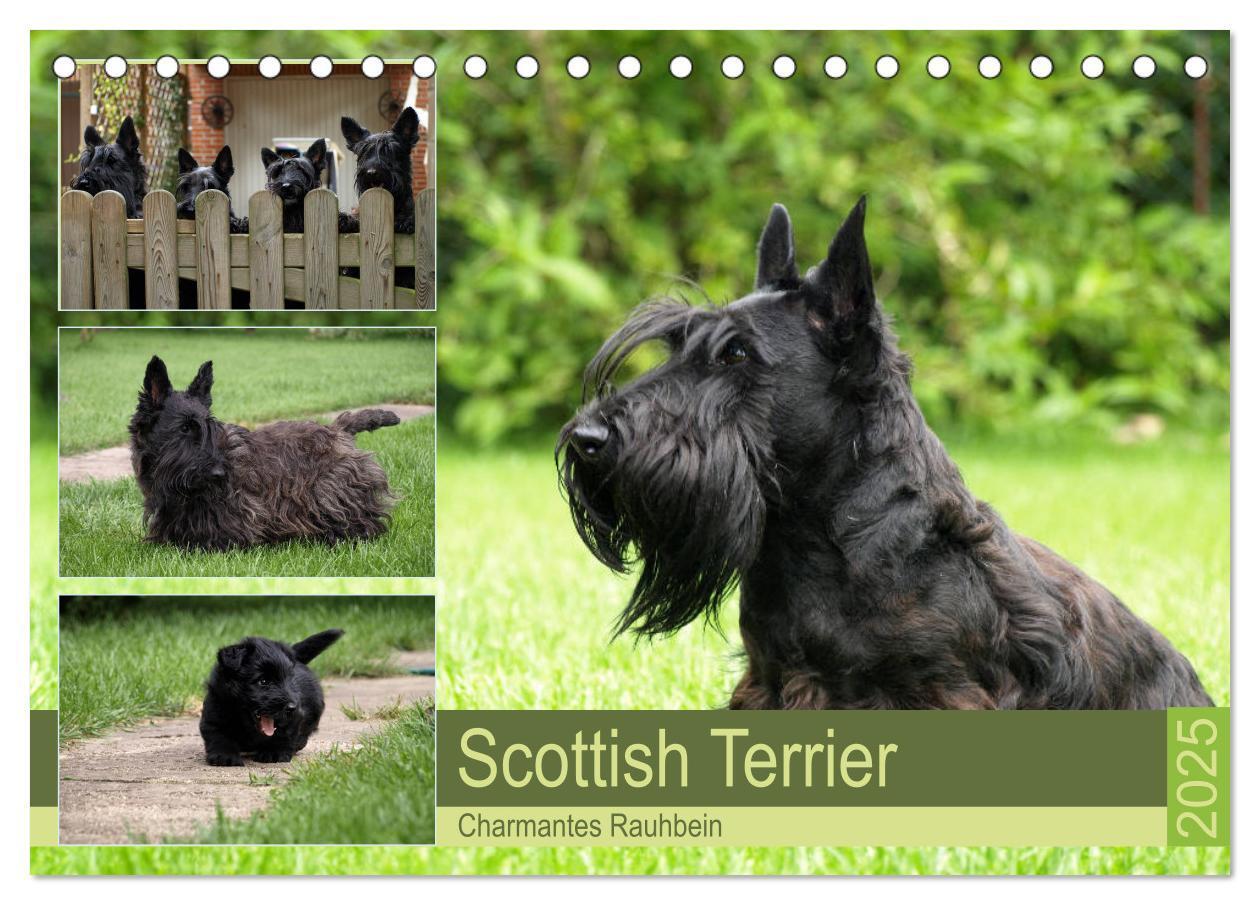 Cover: 9783435339372 | Scottish Terrier - Charmantes Rauhbein (Tischkalender 2025 DIN A5...