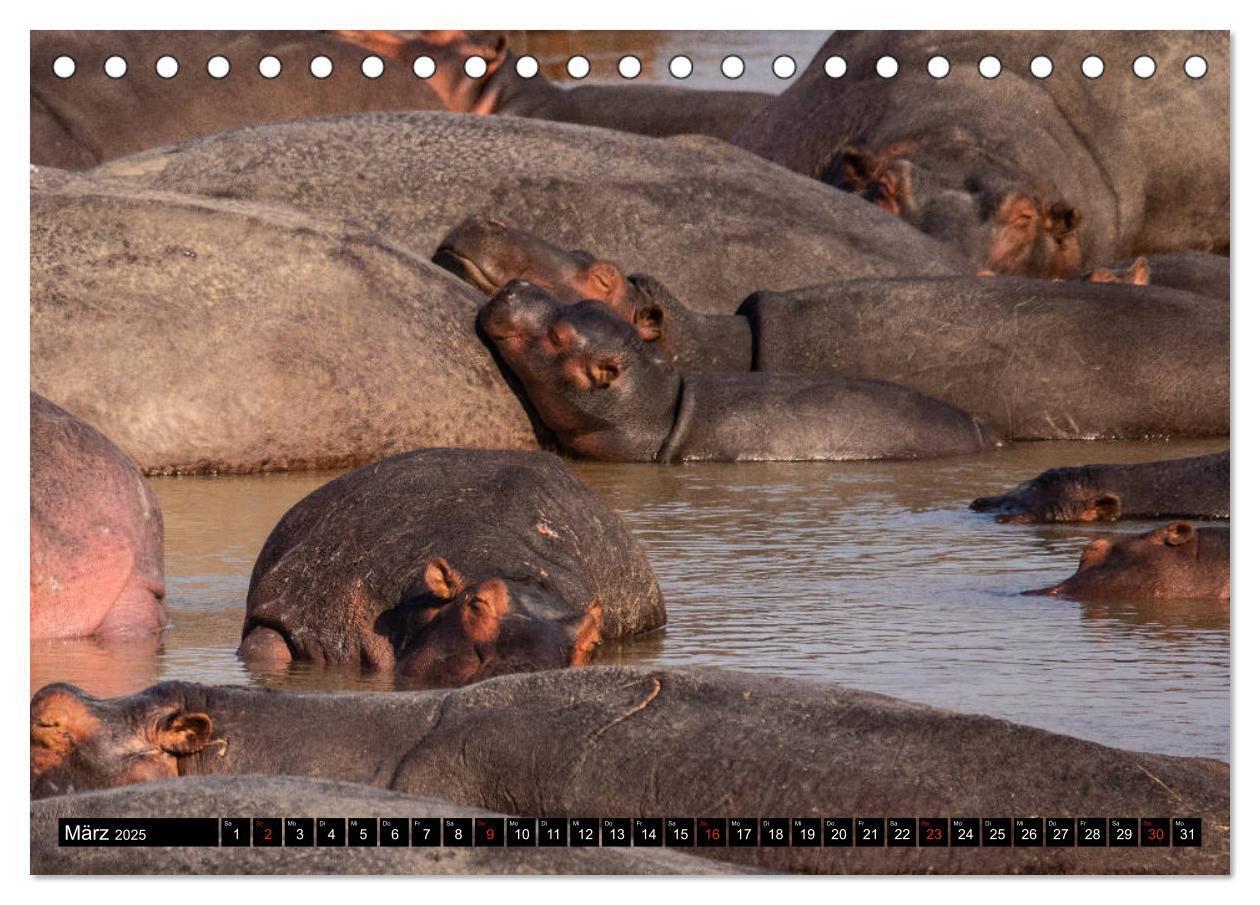 Bild: 9783435298242 | Hippos im südlichen Afrika (Tischkalender 2025 DIN A5 quer),...