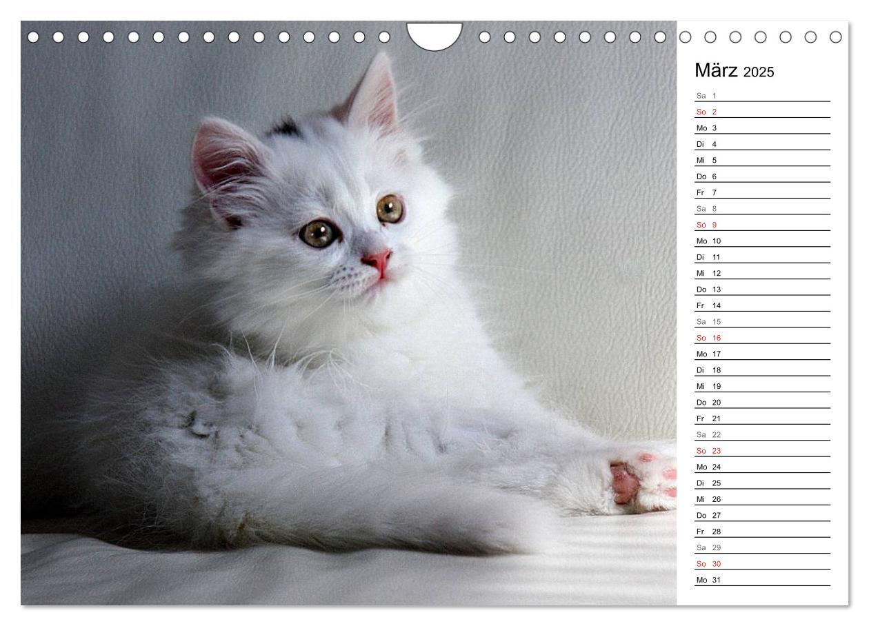 Bild: 9783435555758 | Aus der Kinderstube der Perserkatze (Wandkalender 2025 DIN A4...