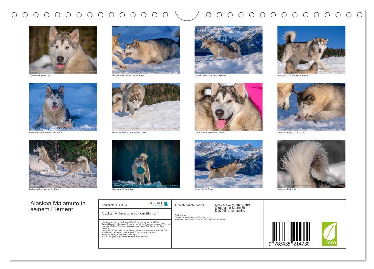 Bild: 9783435214730 | Alaskan Malamute in seinem Element (Wandkalender 2025 DIN A4 quer),...