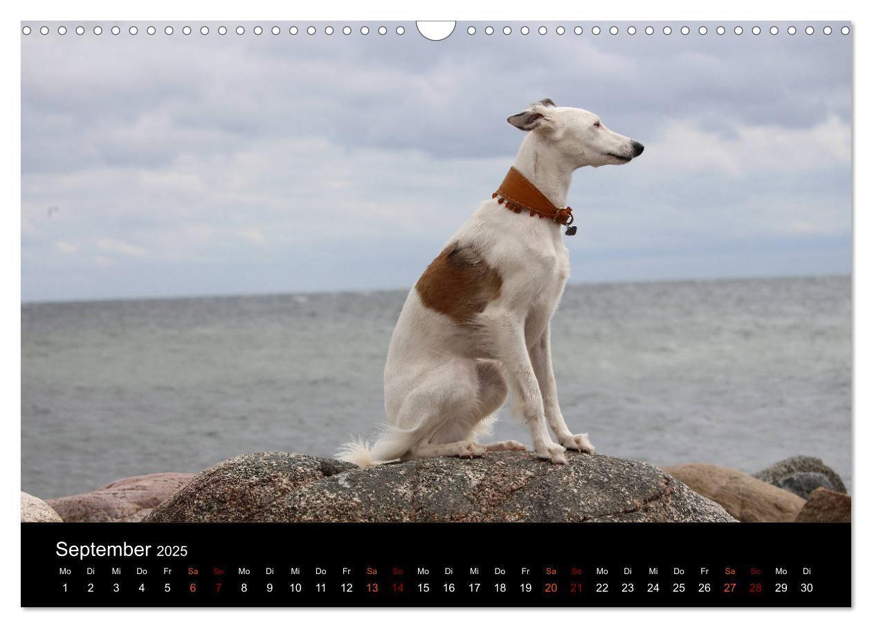 Bild: 9783435433308 | Der Silken Windsprite - ein Seelenhund (Wandkalender 2025 DIN A3...