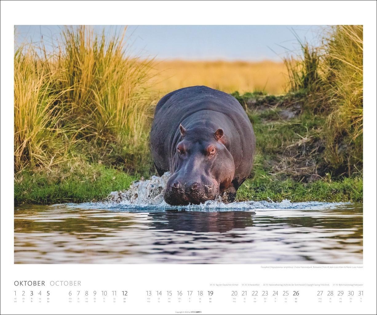 Bild: 9783839901014 | African Wildlife Kalender 2025 | Kalender | Spiralbindung | 14 S.