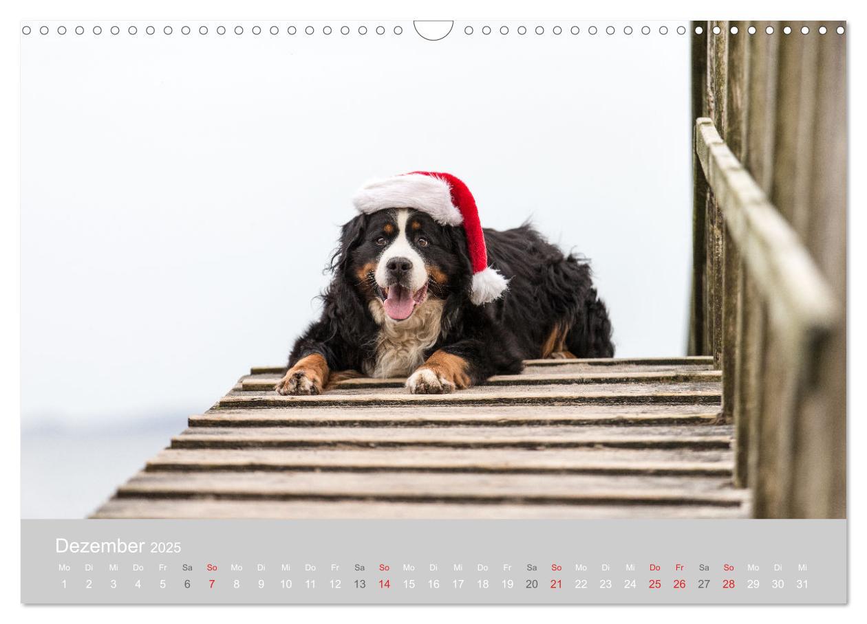 Bild: 9783435659418 | Liebling BERNER SENNENHUND (Wandkalender 2025 DIN A3 quer),...