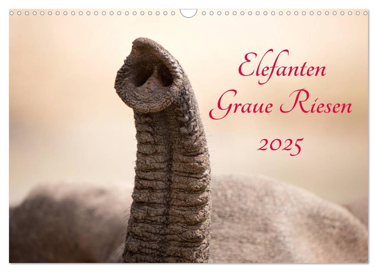 Cover: 9783435567539 | Elefanten - Graue Riesen (Wandkalender 2025 DIN A3 quer), CALVENDO...